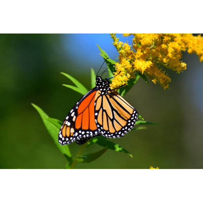 Monarch On Goldenrod - Wrapped Canvas Print