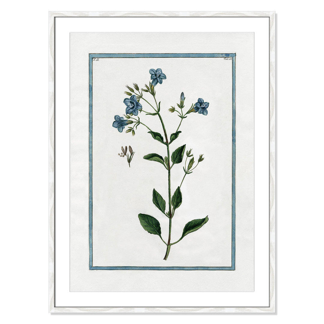 Colombe Shabby Elegance Botanical II - Framed Art Birch Lane™ 
