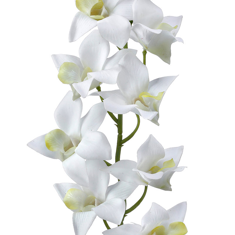 Just Cut Dendrobium 27 po 