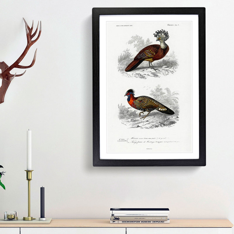 Bird Illustrations PL. 7 by Charles d Orbigny - Framed Print, Black Framed, 45cm H x 33cm W x 2cm D