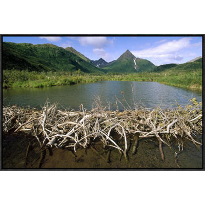 " American Beaver Dam "