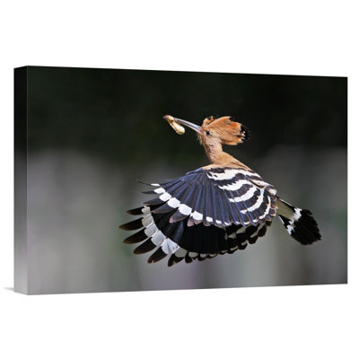 " Hoopoe, Feeding "