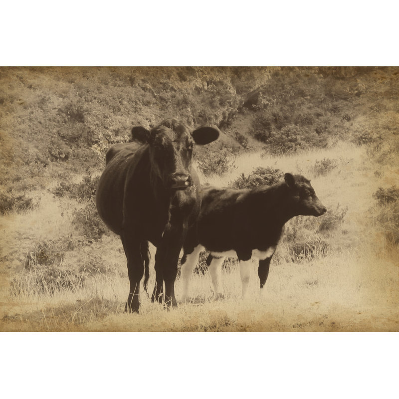 Lonestar Cows I - Wrapped Canvas Print, 30cm H x 46cm W