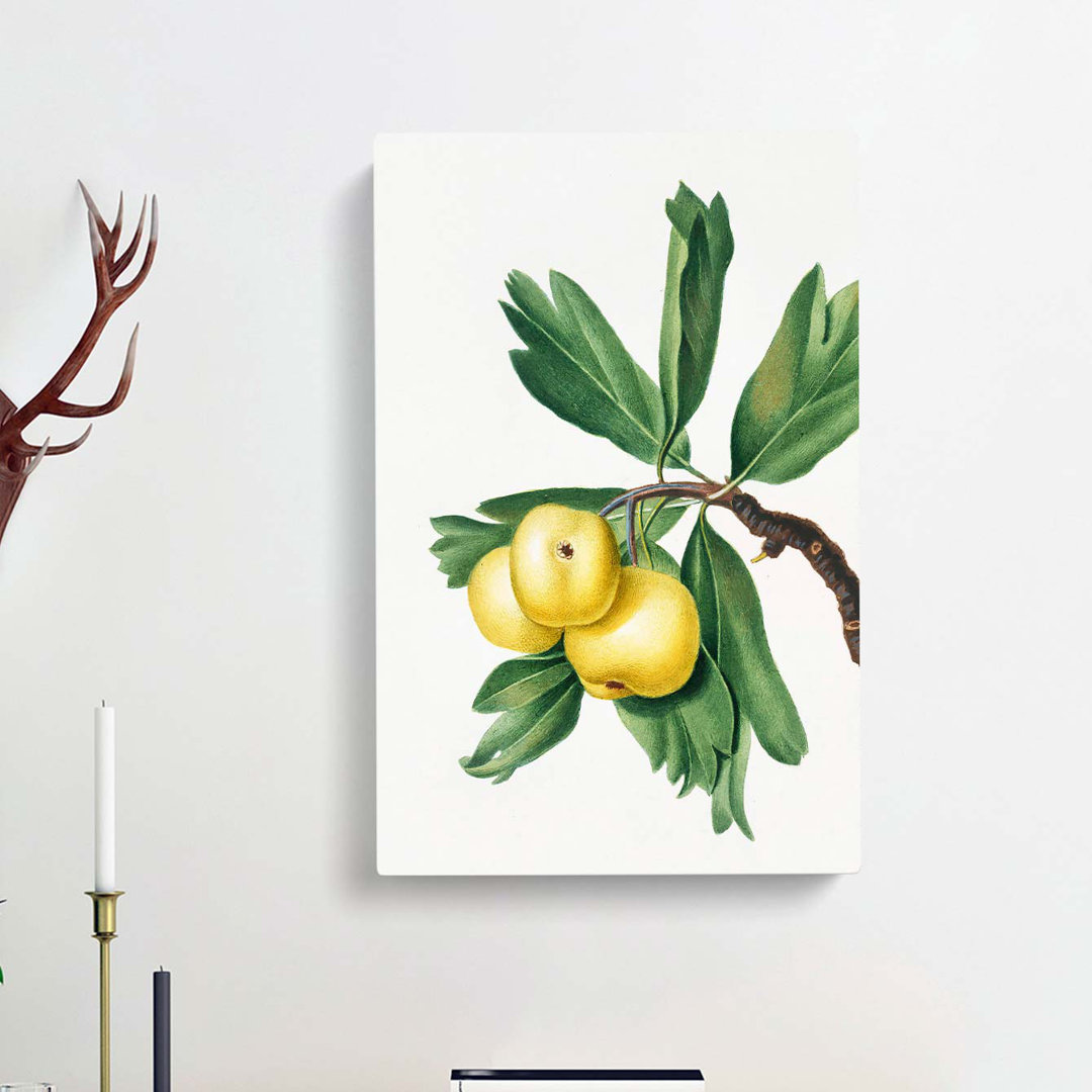 Hawthorn Apple Tree by Giorgio Gallesio - Wrapped Canvas