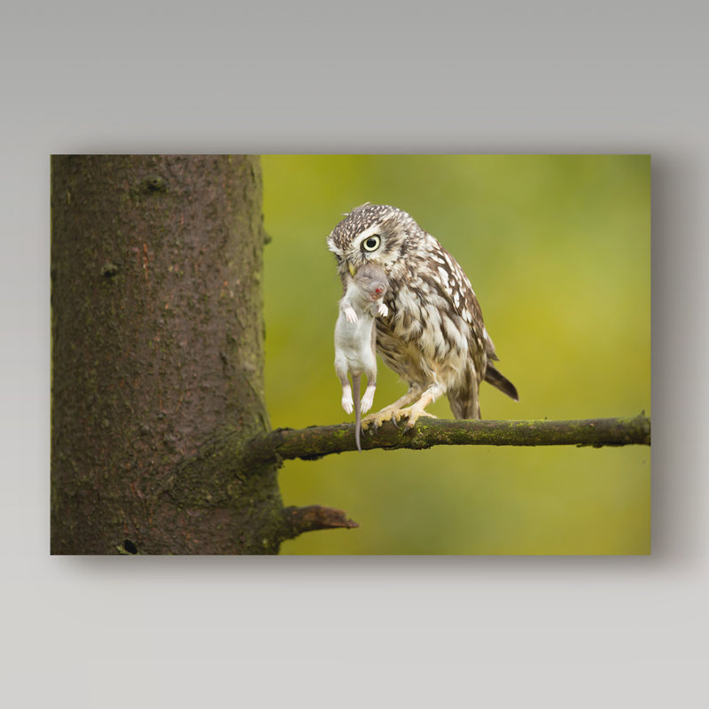 «Little Owl» par Haldun, reproduction de photo sur toile tendue, H 12 po x l 19 po x P 2 po