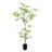 Bonsai Tree Drop-In