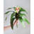 Artificial Pink Bromeliad Plant 12"