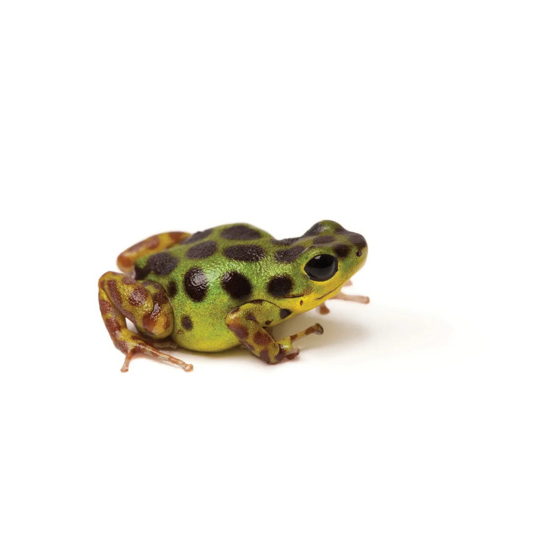 La Gruta Morph Of The Strawberry Poison Dart Frog by Joel Sartore - Gallery-Wrapped Canvas Giclée on Canvas, Canvas