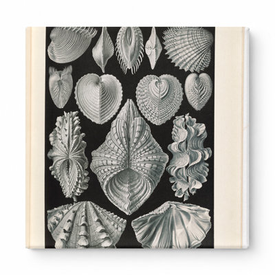 Acephala (Muscheln) — Plate 35, Kunstformen der Natur (1904) — Square Canvas Wall Art