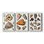 Collection de coquillages IV - Toile tendue sur mesure - 3 pièces-1660131129