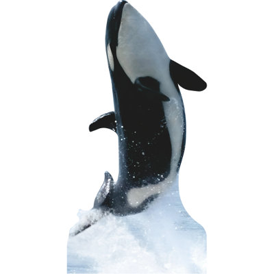 «SP13135 Killer Whale Free Jump»