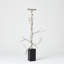 Twig C/H-22329289-22329290