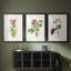 «Pretty Pink Botanicals IV», reproduction encadrée sur mesure de qualité supérieure - 3 pièces-1577315009-1577315008