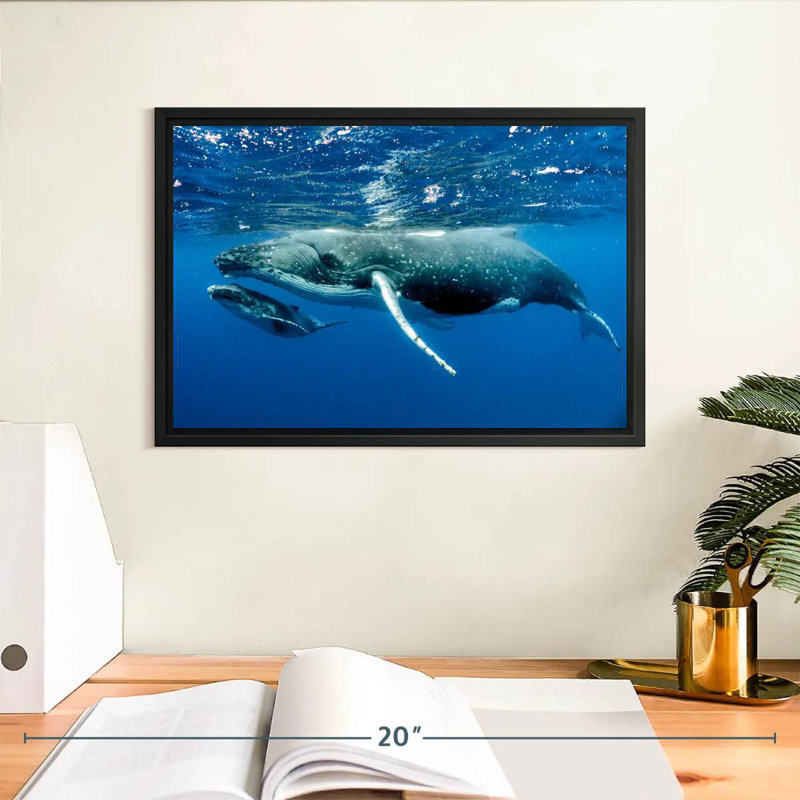 Baleine et veau, Cadre flottant noir, 13 po x 9 po