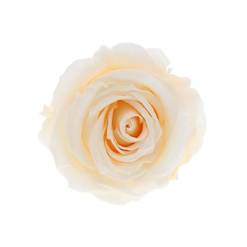 Arrangement floral 4 roses dans une boîte, Champagne, Blanc