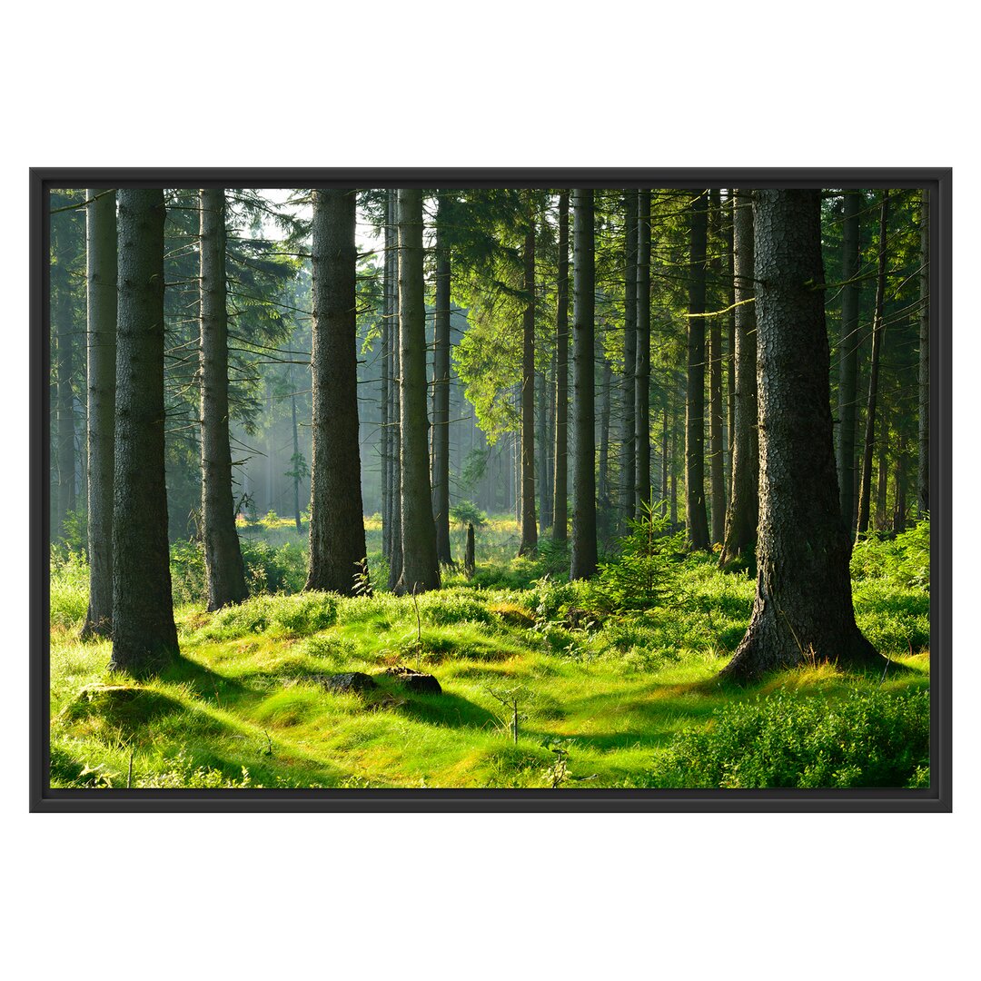 Sunny Day in the Forest Floater Frame Grafik-Kunstdruck auf Papier