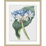 Floral Study 11 Print