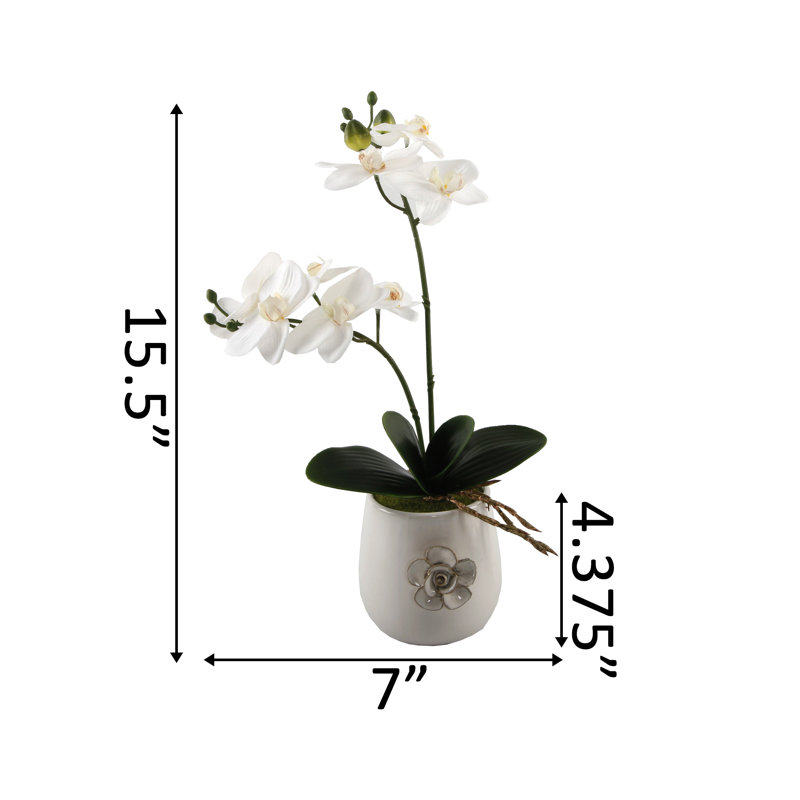 Orchid Arrangement in Planter