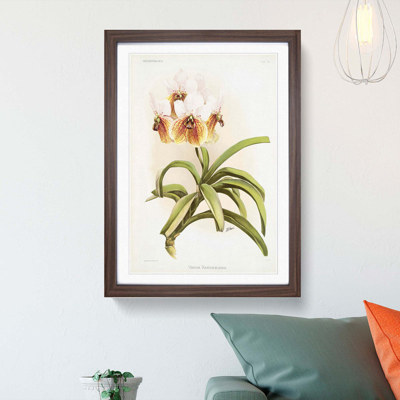 Magnolia Flowers Illustration Tab.62 by Frederick Sander - Picture Frame Art Print, 60cm H x 40cm W x 2cm D, Walnut