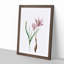 Pink Autumn Crocus Flowers by Pierre-Joseph Redoute - Picture Frame Painting Print-55583465-55583466