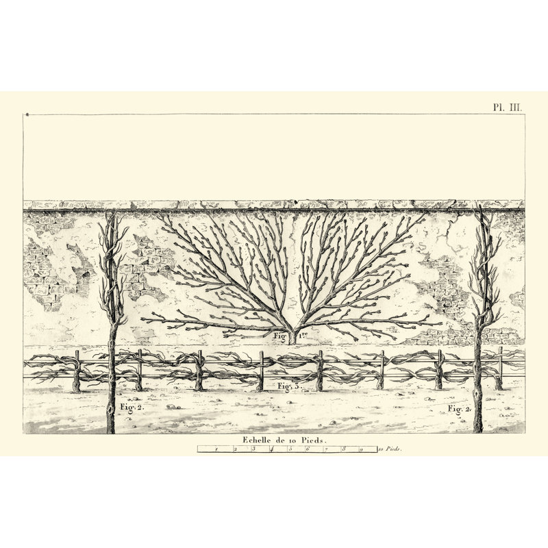 Antique Diagram for Espaliers I - Drawing, 81 cm H x 122 cm W, Wrapped Canvas