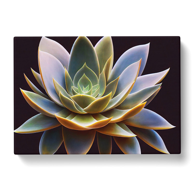 Compelling Succulent Plant - Wrapped Canvas Print, 35cm H x 50cm W x 3cm D