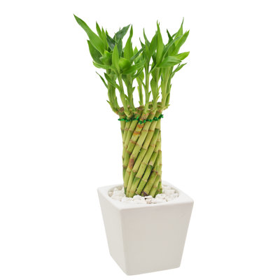 Arcadia Garden Products Carolina Live Bamboo Plant Low Maintenance Plant in Rattan Ceramic Planter
