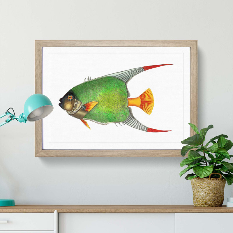 Angelfish by George Shaw - Framed Print, 35cm H x 50cm W x 2cm D, Oak