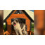 Cage pour chien Tucker Murphy-1048437576