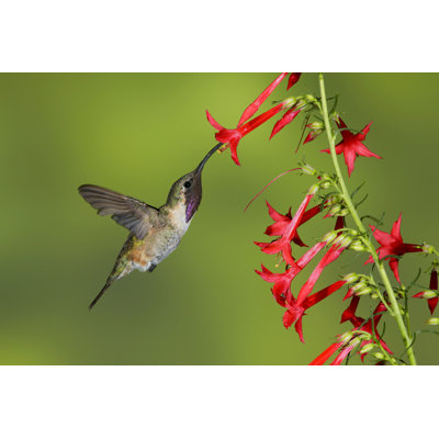 " Adult Male Lucifer Hummingbird "