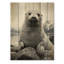 Sceau arctique de l'Alaska sur bois-2132294762
