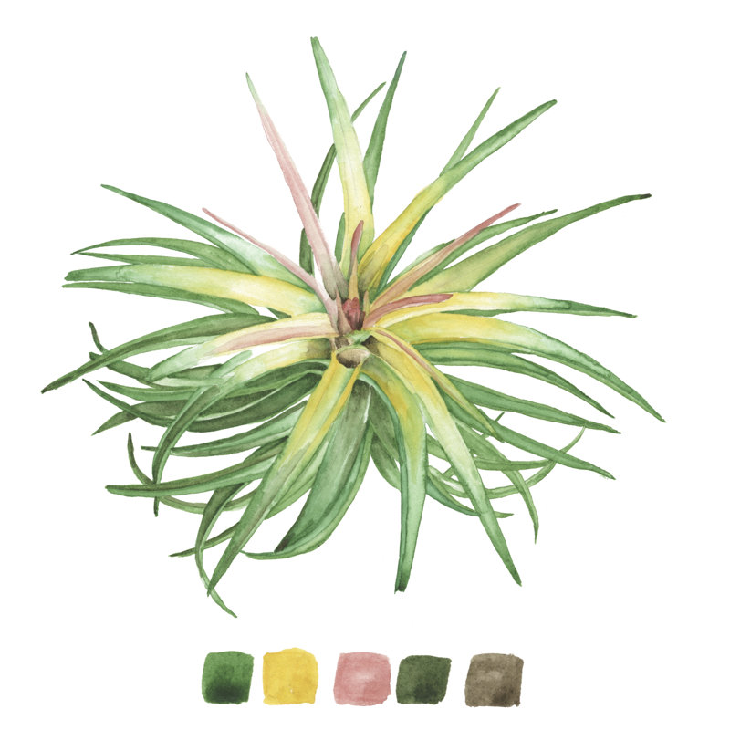 Air Plant Study IV, H 20 po x l 20 po