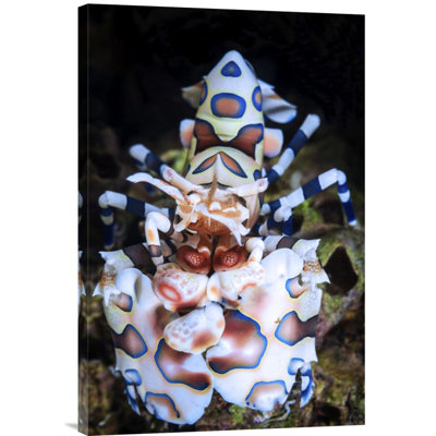 " Harlequin Shrimp " by Barathieu Gabriel