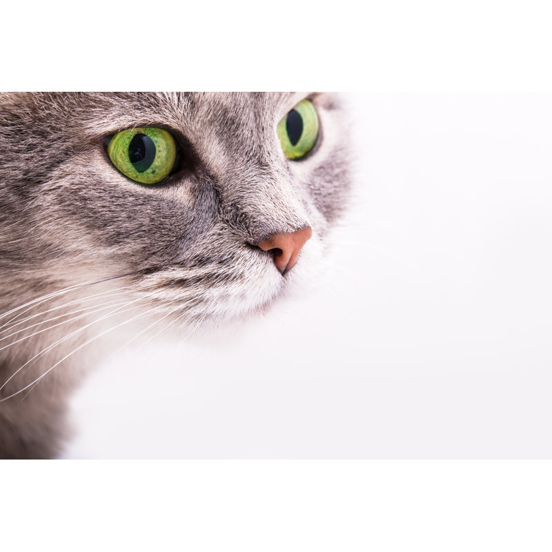 Gray Cat With Green Eyes by Webkatrin001 - Wrapped Canvas Print, 30cm H x 46cm W