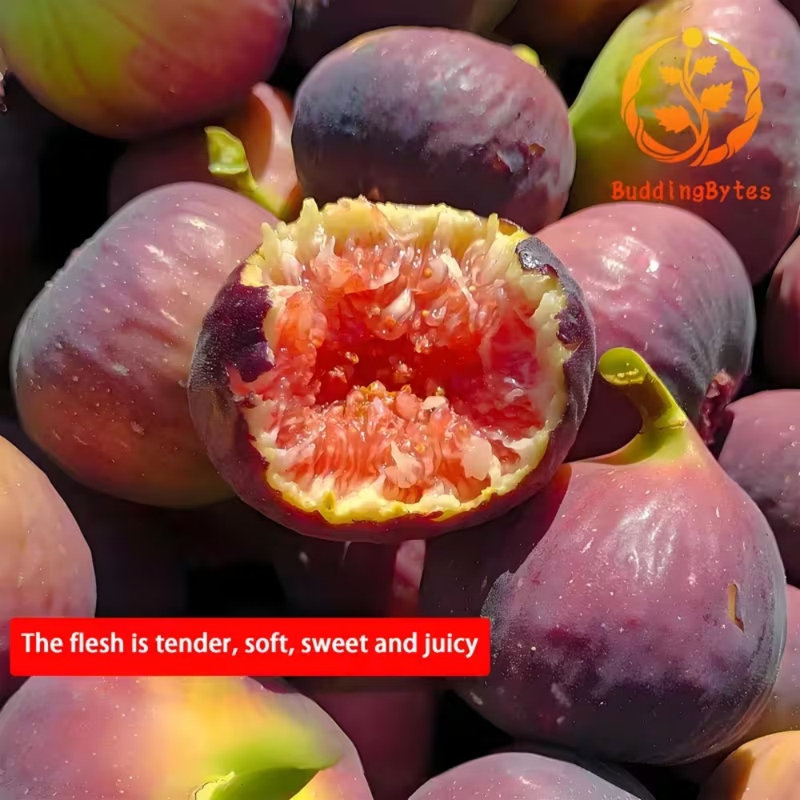 Fig Tree Live Sapling, High Yield Fruit Plant