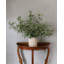 Large Olive Branch 46"