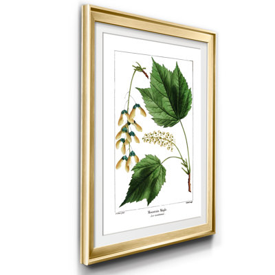 Érable de montagne - Reproduction d'art graphique sur papier encadré