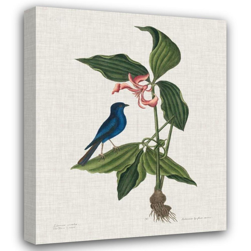 «Gracie Oaks Catesby», art sur toile tendue par Mark Gallery: Études dans la nature III, H 18 po x l 15 po