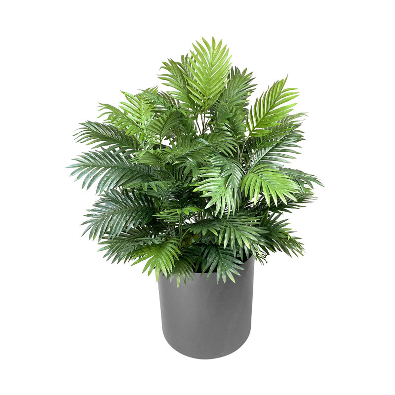 4' Areca Palm Bush In Fiberstone Planter