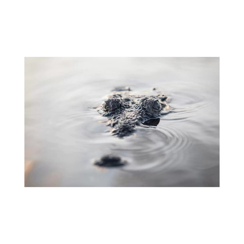 A Large American Crocodile Surfaces In A Lagoon by Ethan Daniels - Wrapped Canvas Print, 66.04 cm H x 45.72 cm W x 1.91 cm D