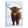 Highland Cattle I - Print on Canvas