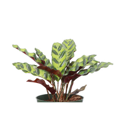 Live Rattlesnake Calathea Plant in Hanging Pot
