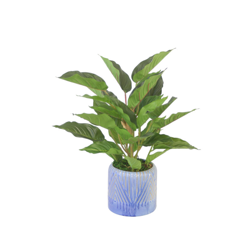 Rohdea plante en pot de fleurs bleu