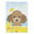 Caniche (chocolat / brun)