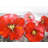 Red Floral Polyester Placemat - Contemporary Home Decor