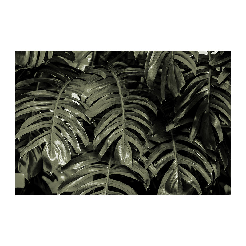 Lasker Matte Mural, 250 x 104cm