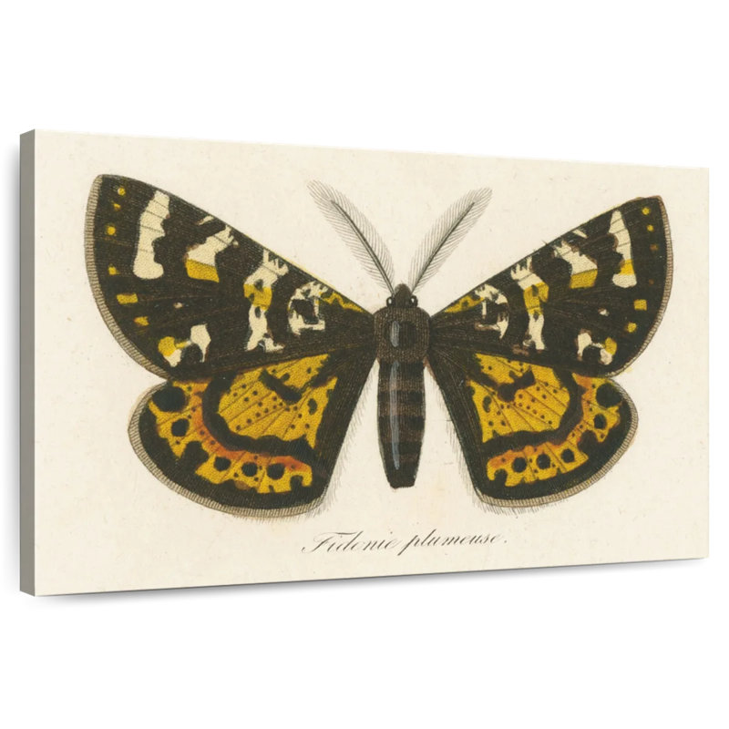 Brampt Natures Butterfly V, 8" H x 12" W