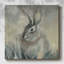 Toile tendue Wild Hare II-Gallery-1633085072