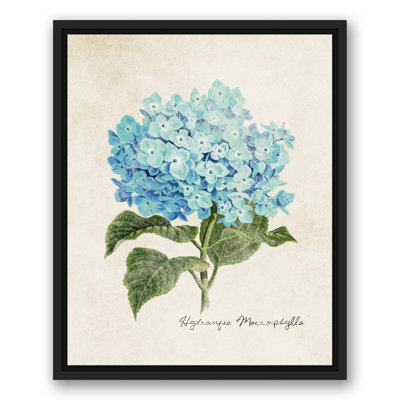 " Hydrangea Illustration "