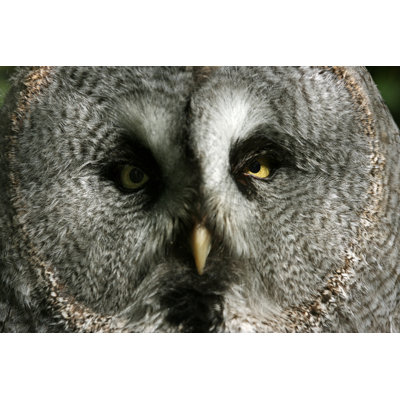 Chouette - photographie sur toile tendue